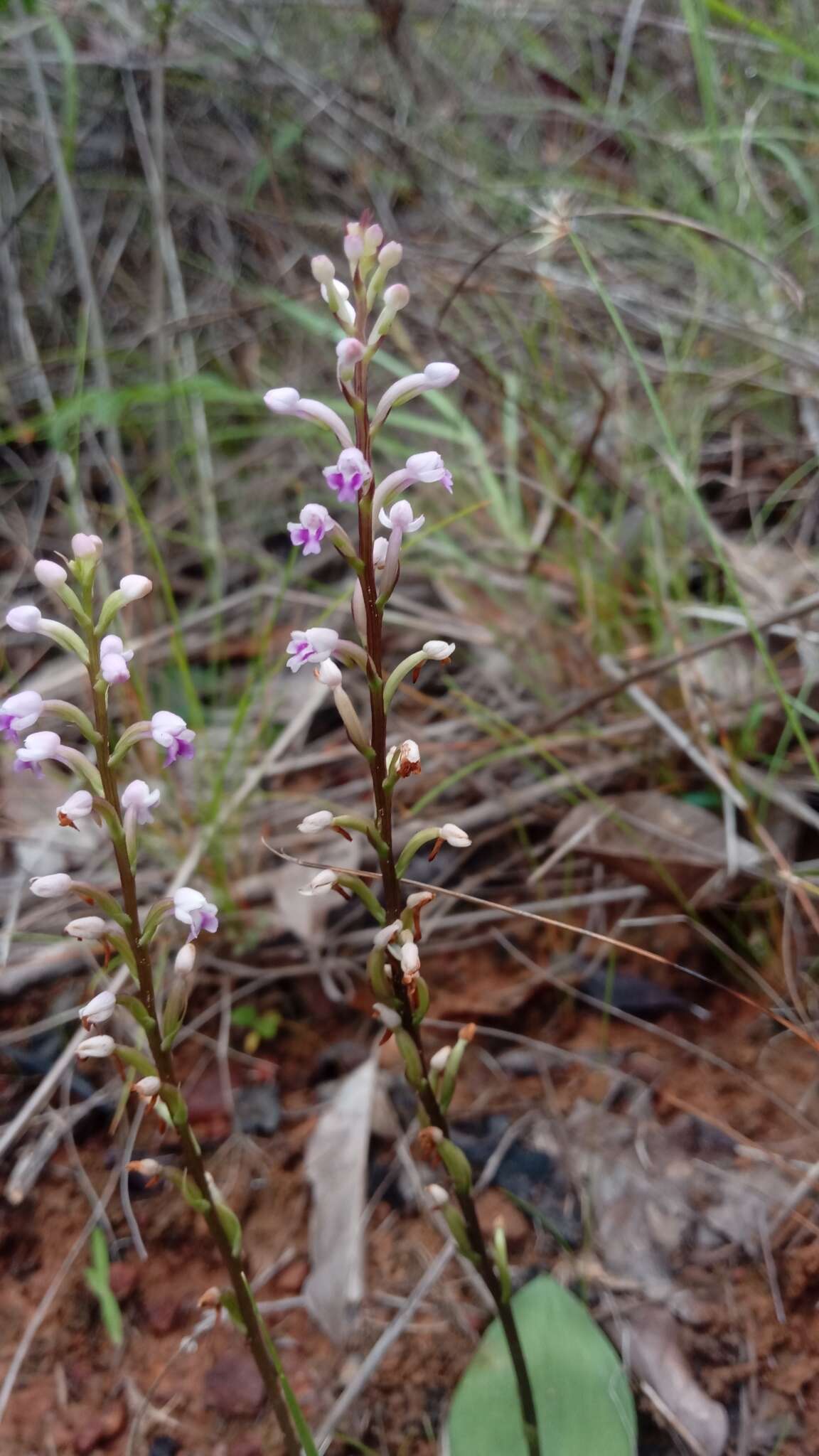 Imagem de Cynorkis tryphioides Schltr.