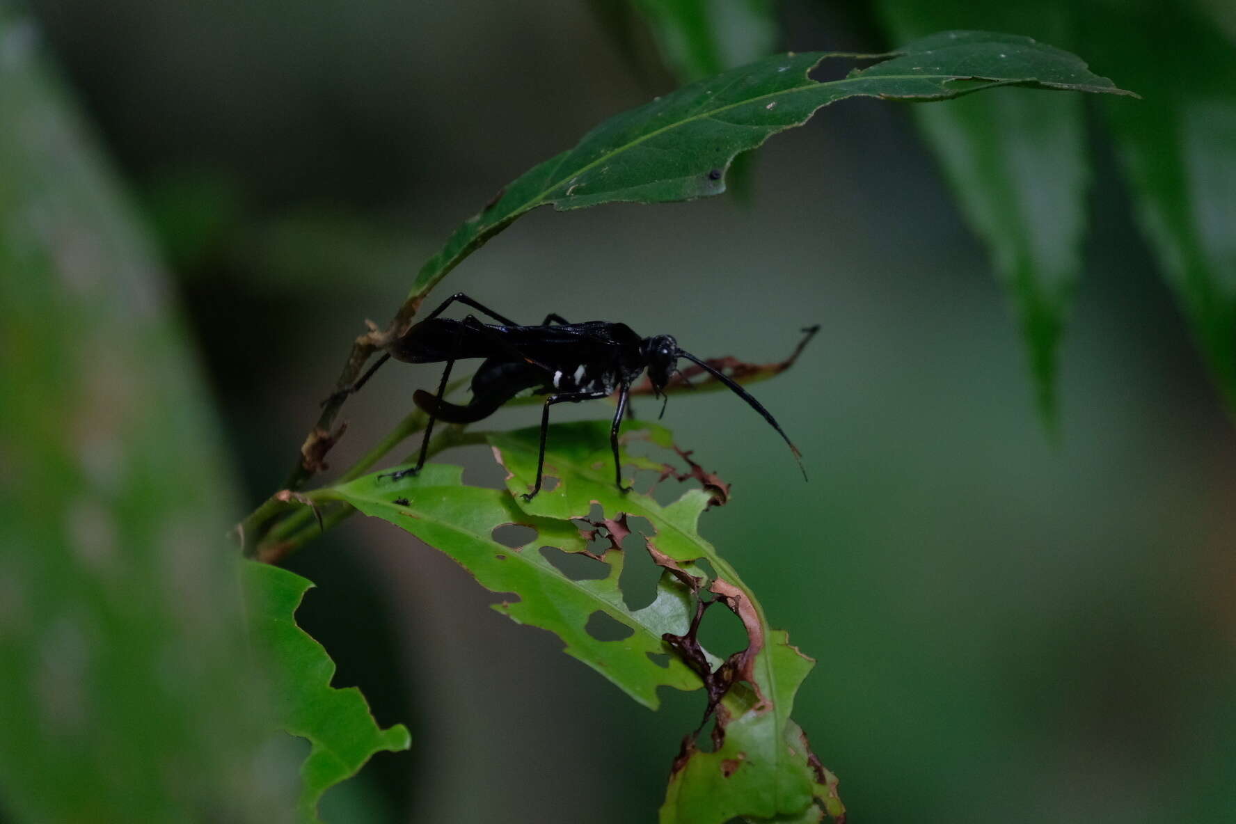 Sivun Aganacris nitida (Perty 1832) kuva