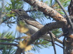 Image de Anthus trivialis trivialis (Linnaeus 1758)