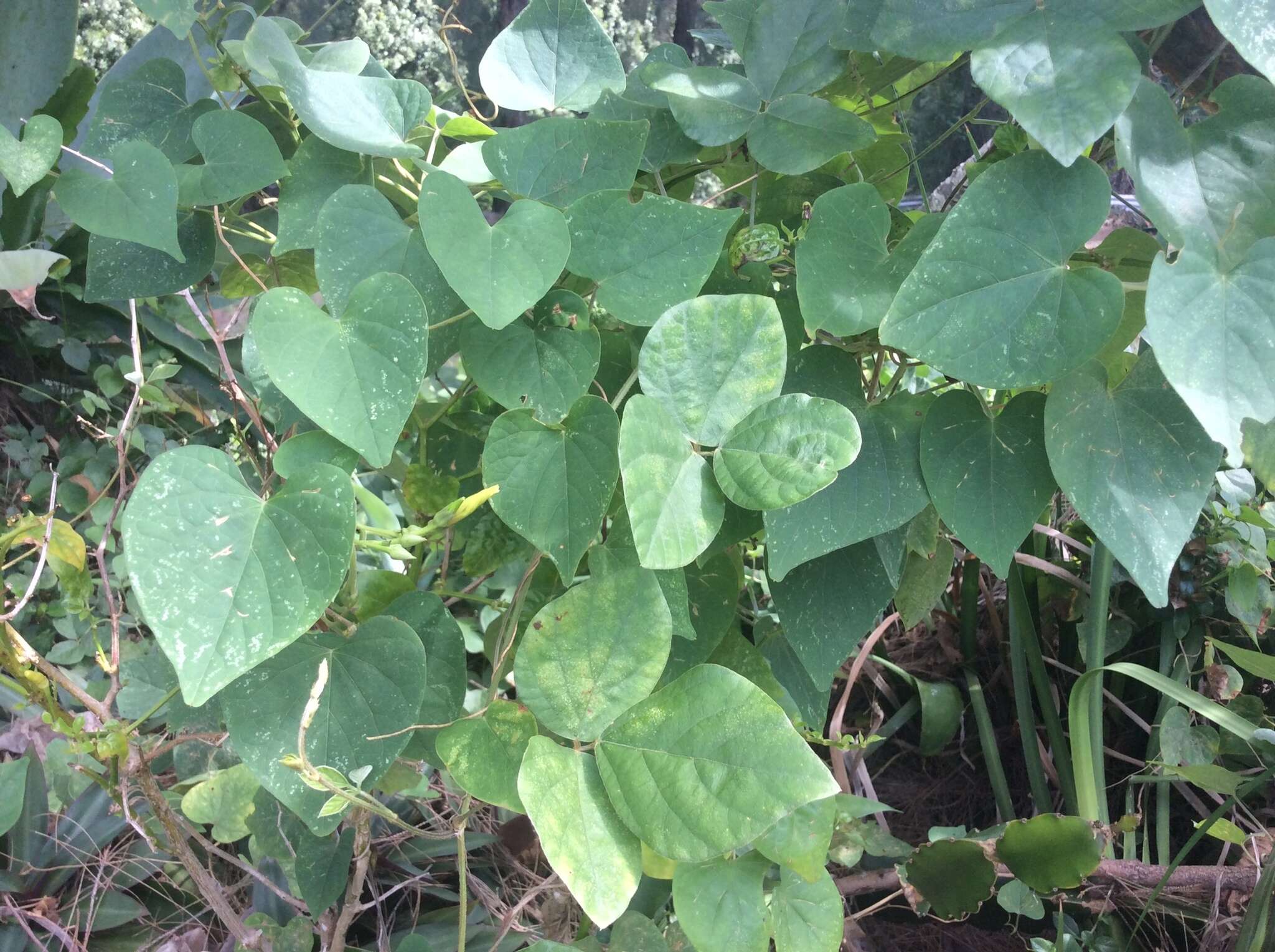 Ipomoea ochracea (Lindl.) G. Don的圖片