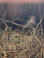 Image of Eastern Flying Squirrel