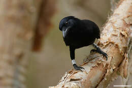 Image of New Caledonian Crow