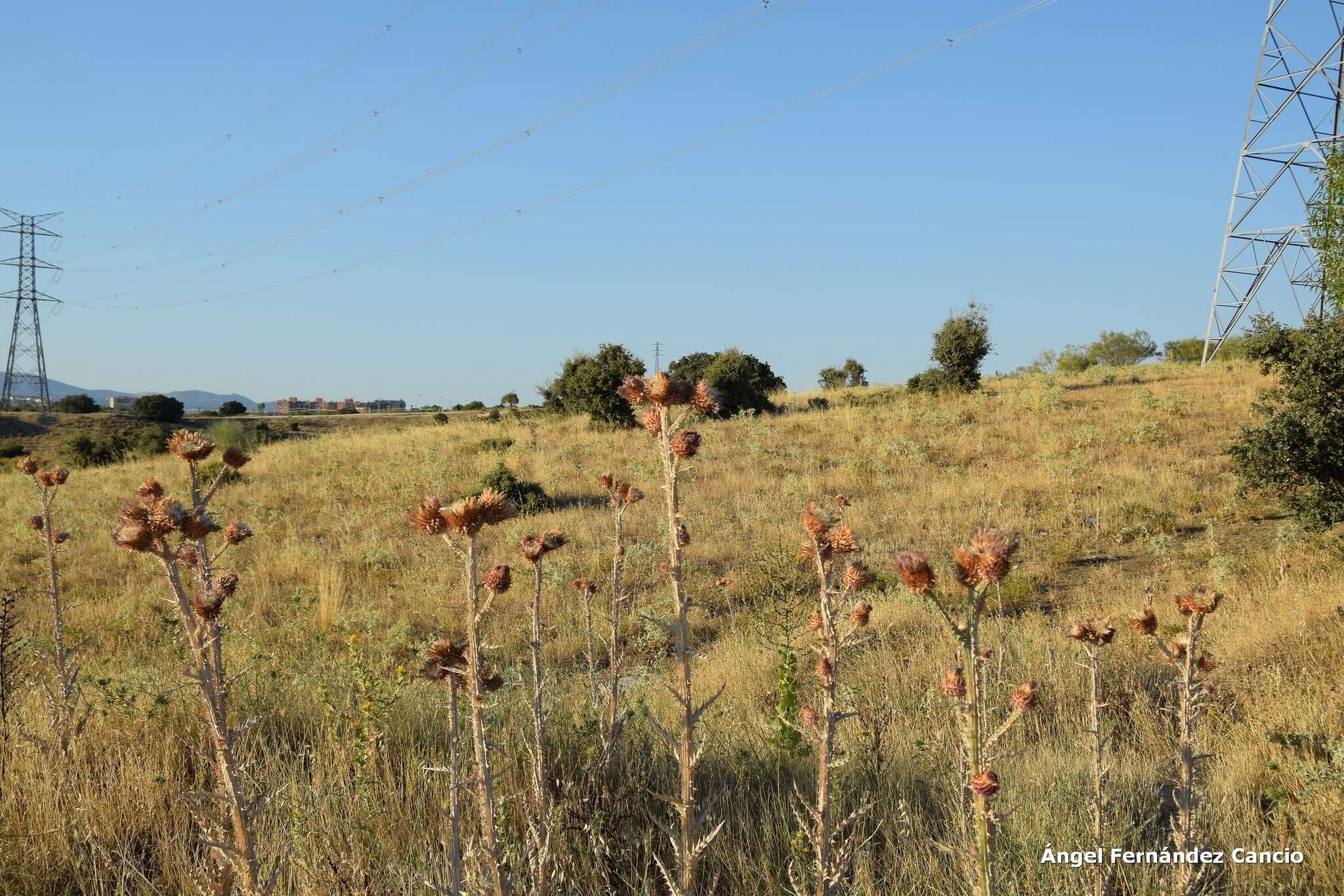 Image of Illyrian cottonthistle