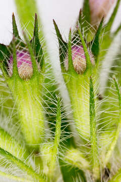 Image of wild basil