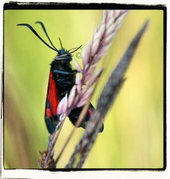 Image of Zygaena lonicerae Scheven 1777