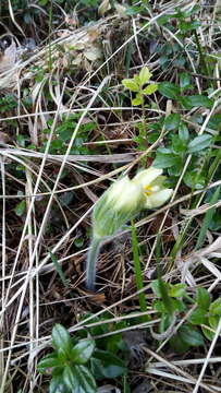 Image of eastern pasqueflower