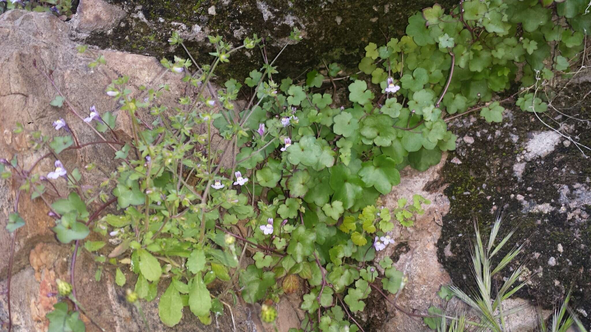 Image of Ivy-leaved Toadflax