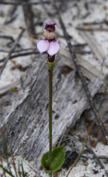 Image of Slender bunny orchid