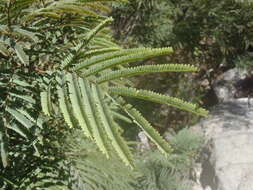 Image of feather tree