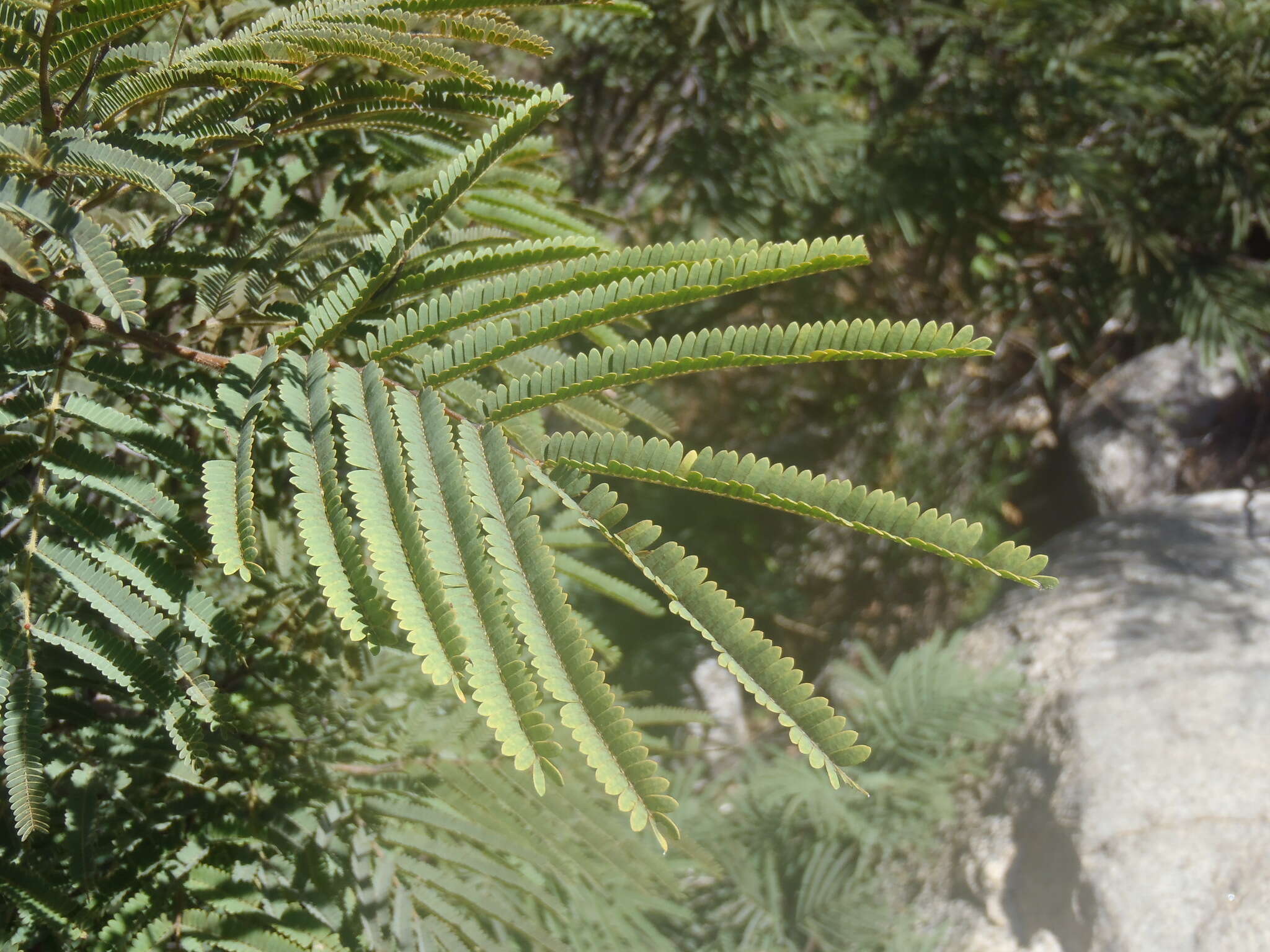 Image of feather tree
