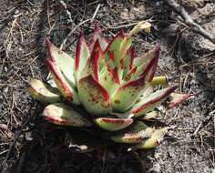 Image of Echeveria agavoides Lem.