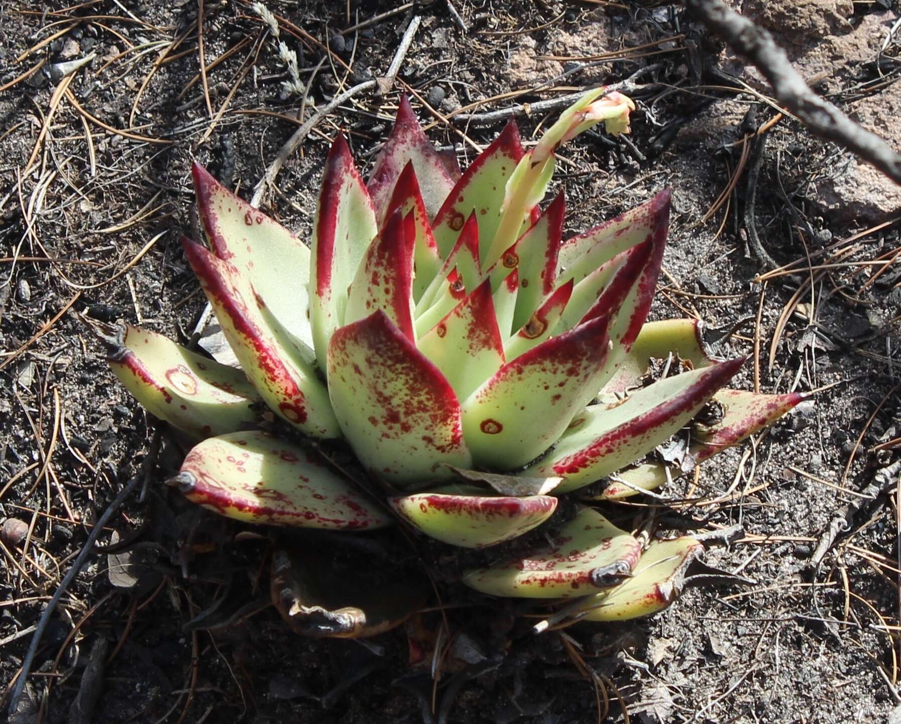 Image of Echeveria agavoides Lem.