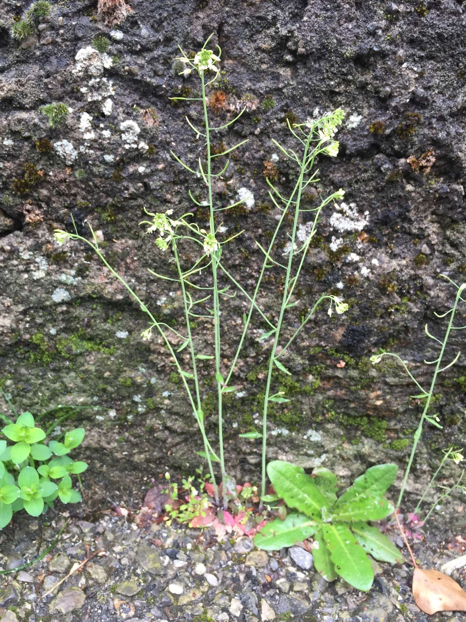 Image of Mouse-ear Cress