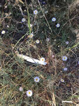 Image of running fleabane