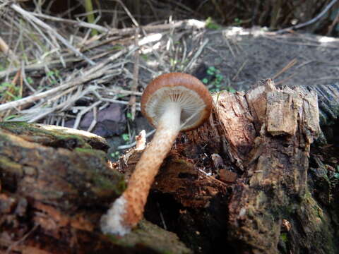 Image of Pholiota multicingulata E. Horak 1983