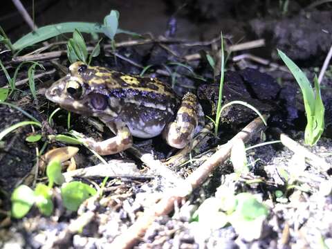 Image of Leptodactylus troglodytes Lutz 1926