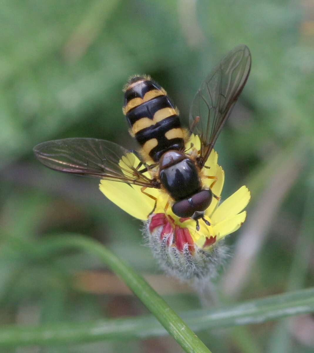 Image of Megasyrphus erraticus (Linnaeus 1758)