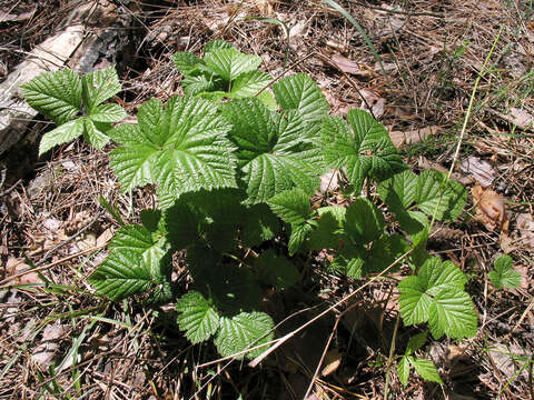 Image of Stone Bramble