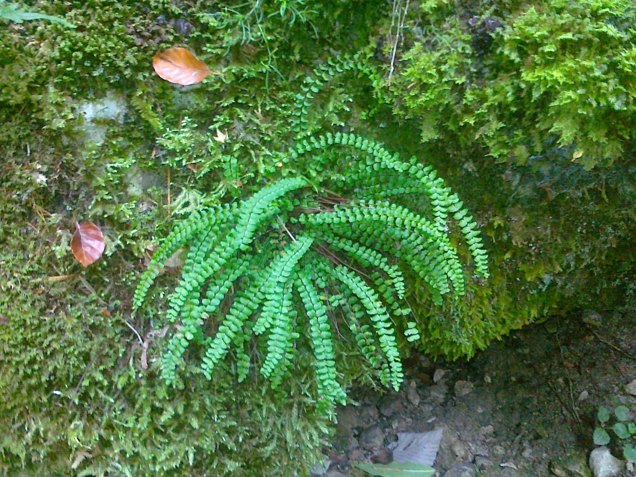 Imagem de Asplenium trichomanes subsp. quadrivalens D. E. Meyer