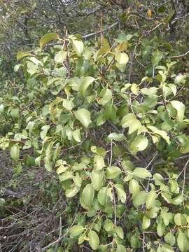 Plancia ëd Prunus ilicifolia subsp. ilicifolia