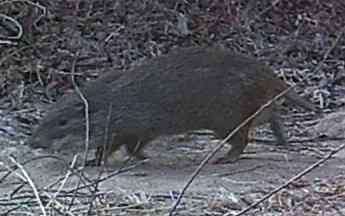 Image of cane rats