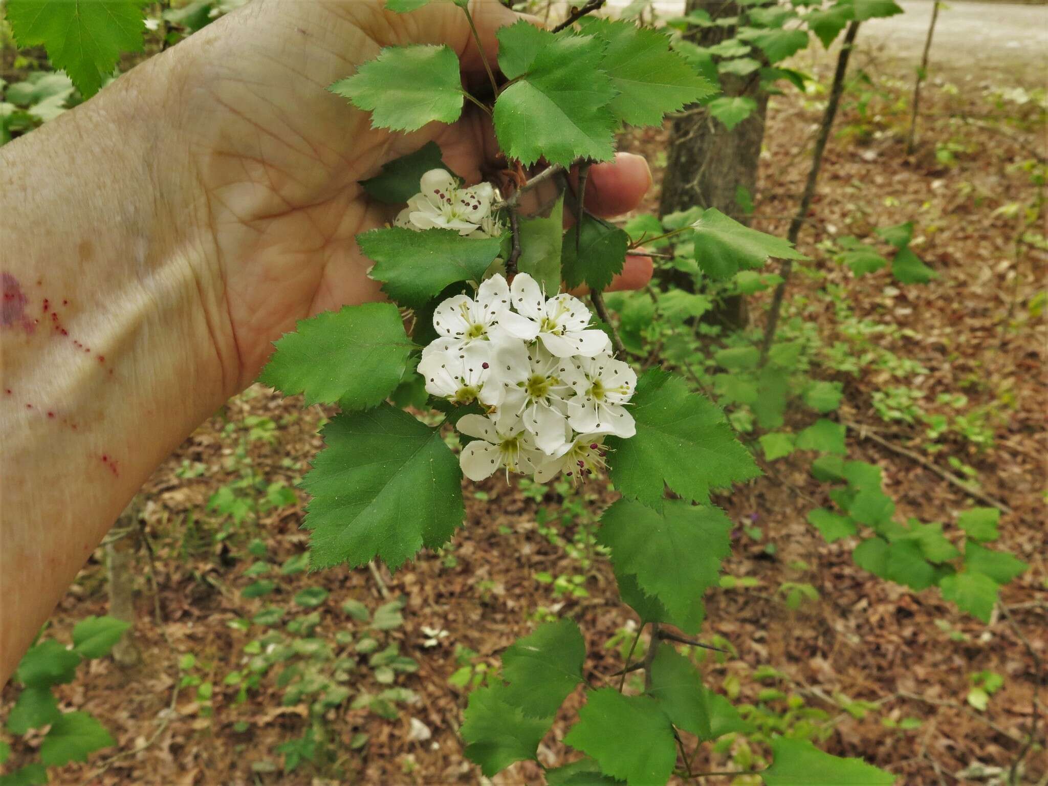 Image of Copenhagen hawthorn