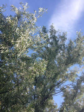 Image of Russian olive