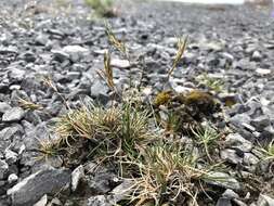 Plancia ëd Festuca prolifera (Piper) Fernald