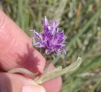 Image of Silver vernonia