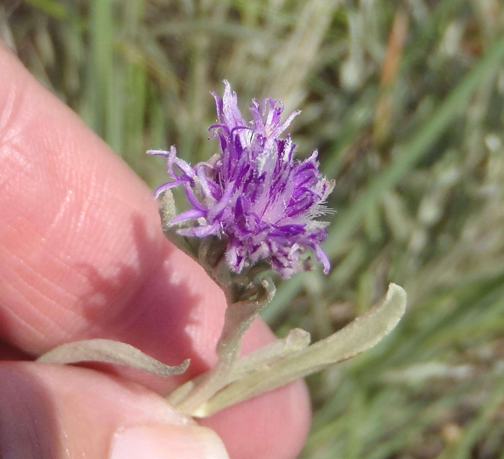 Imagem de Hilliardiella aristata (DC.) H. Robinson