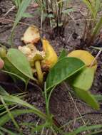 Image of Annona warmingiana Mello-Silva & Pirani