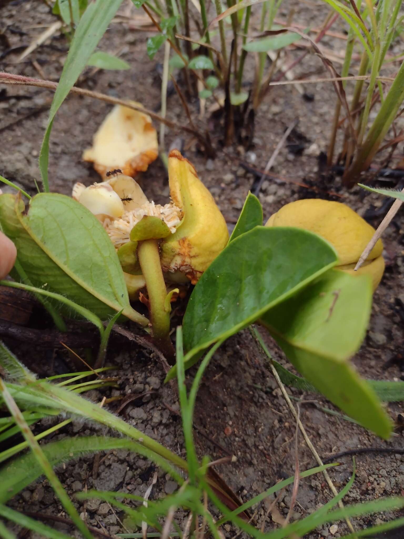 Image of Annona warmingiana Mello-Silva & Pirani