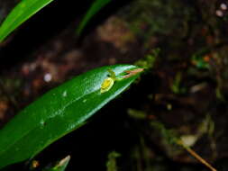 Image of Pleurothallis discoidea Lindl.