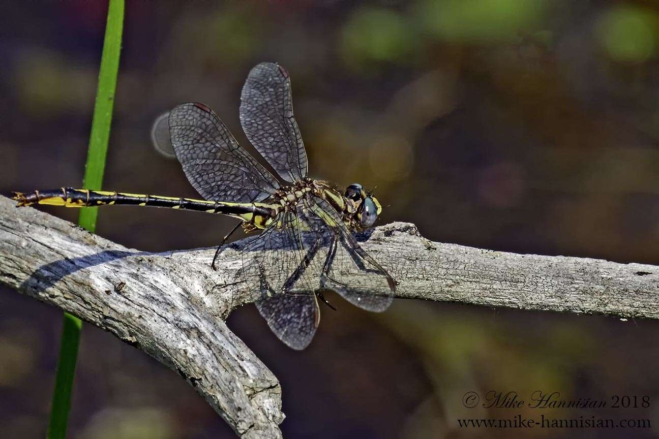 Image of Phanogomphus diminutus (Needham 1950)