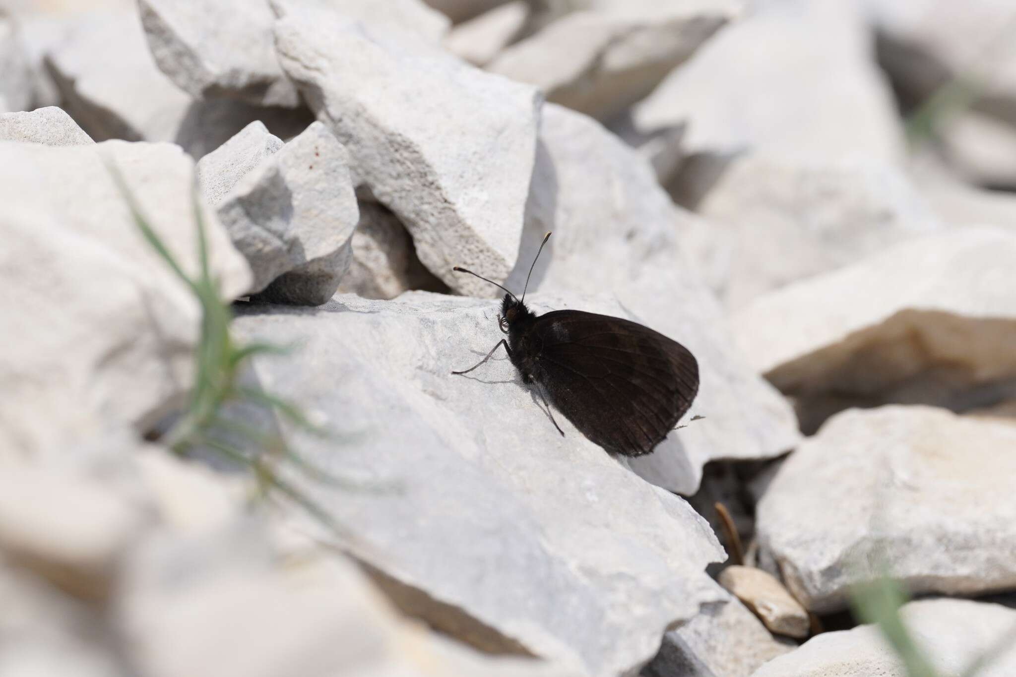 Image of Larche Ringlet