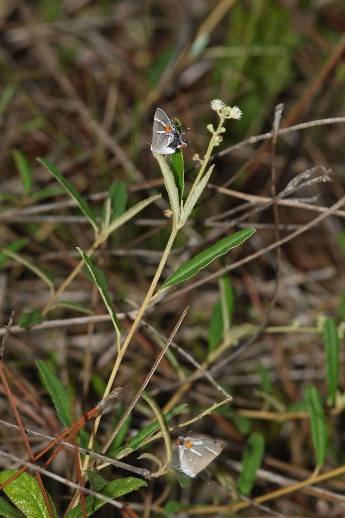 Image of Bartram's hairstreak Butterfly