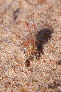 صورة Drosera nitidula subsp. omissa (Diels) N. Marchant & Lowrie