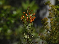 Image of Flameflower