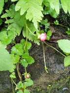 Image of Potentilla wallichiana Ser.