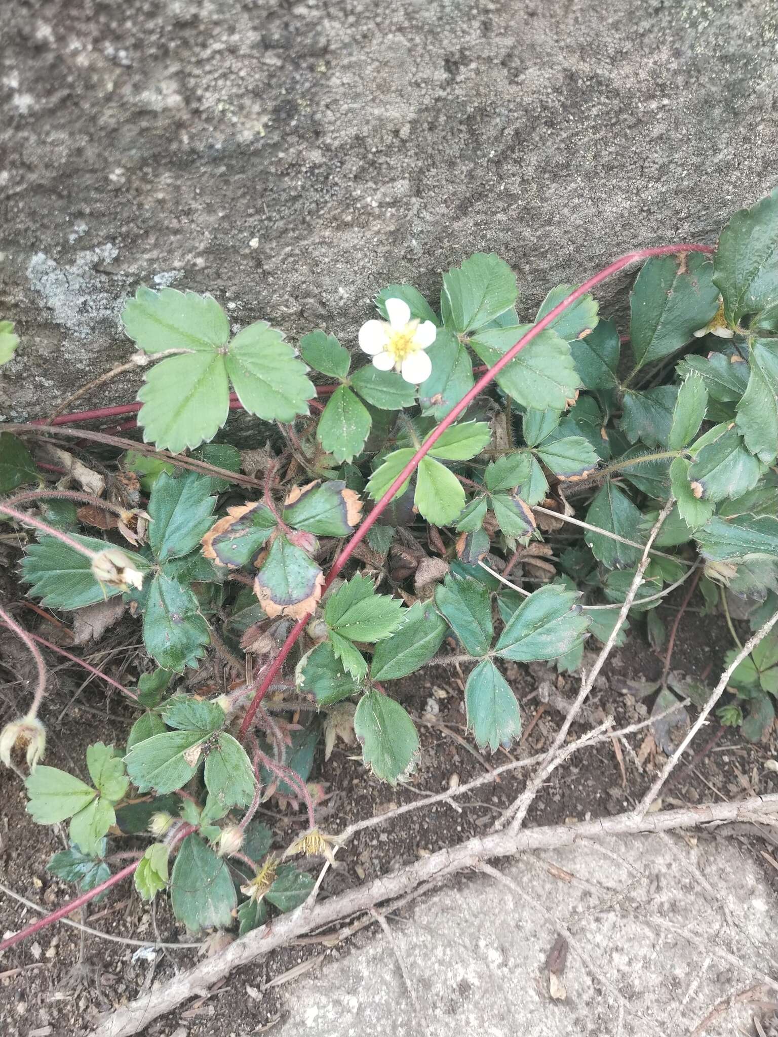 Image of Fragaria ananassa subsp. cuneifolia (Nett. ex Howell) G. Staudt