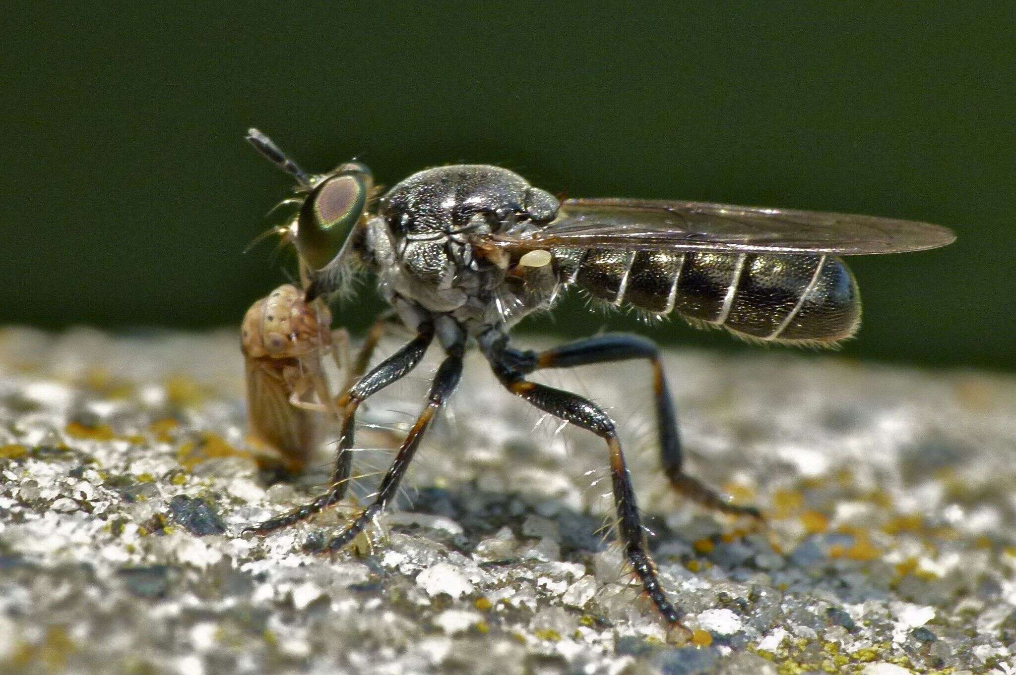 Image of Atomosia puella (Wiedemann 1828)