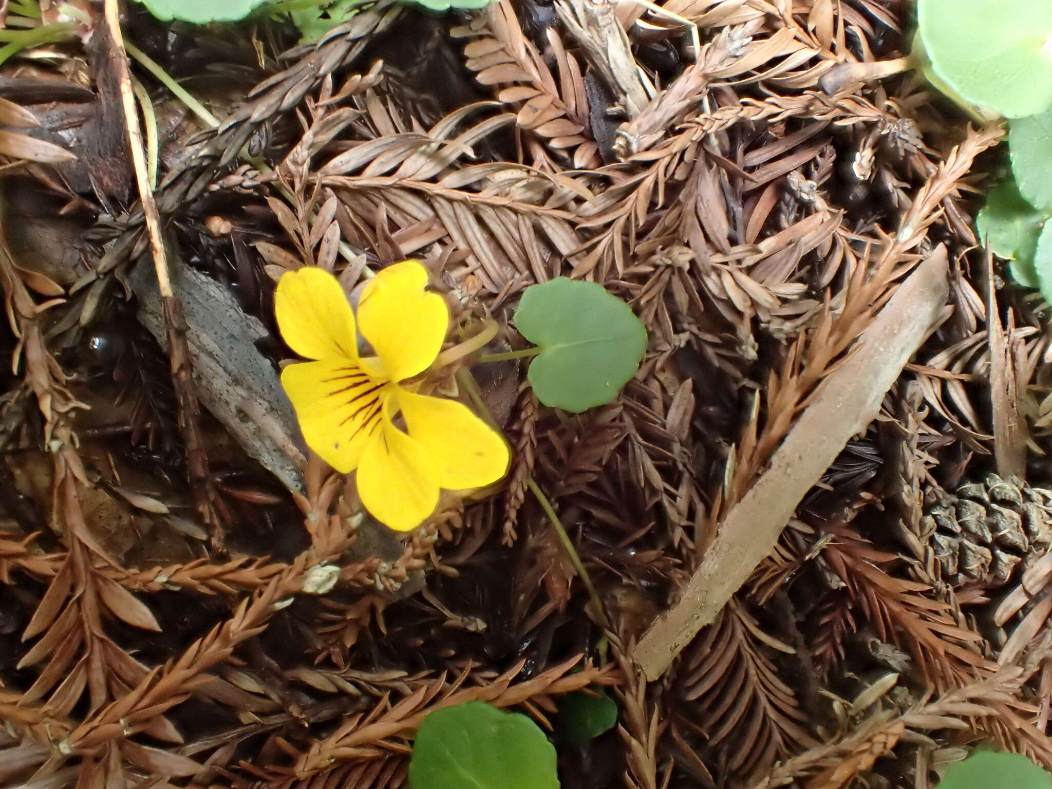 Sivun Viola sempervirens Greene kuva