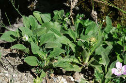 Image of Aster takasagomontanus Sasaki