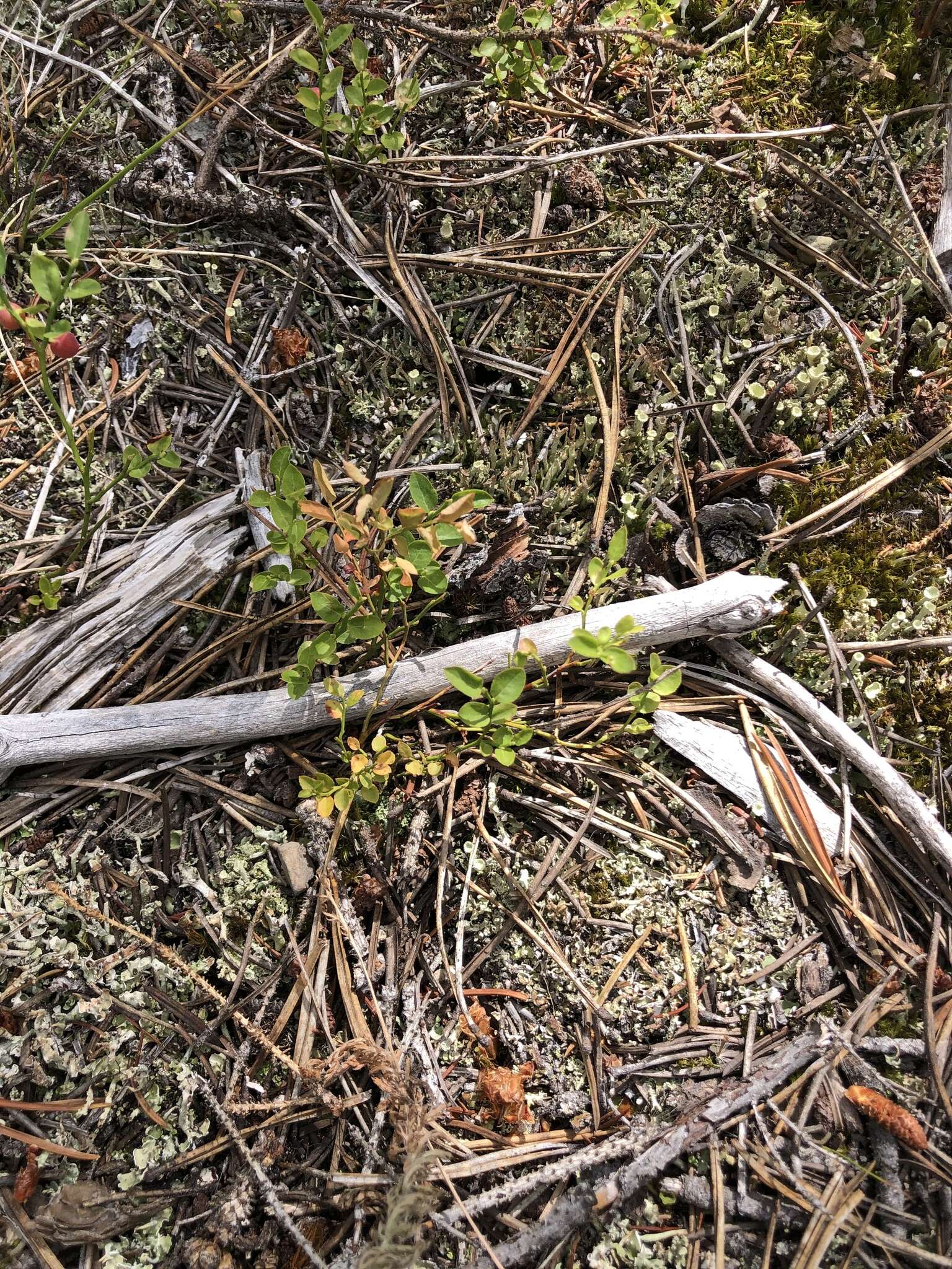 Image of grouse whortleberry