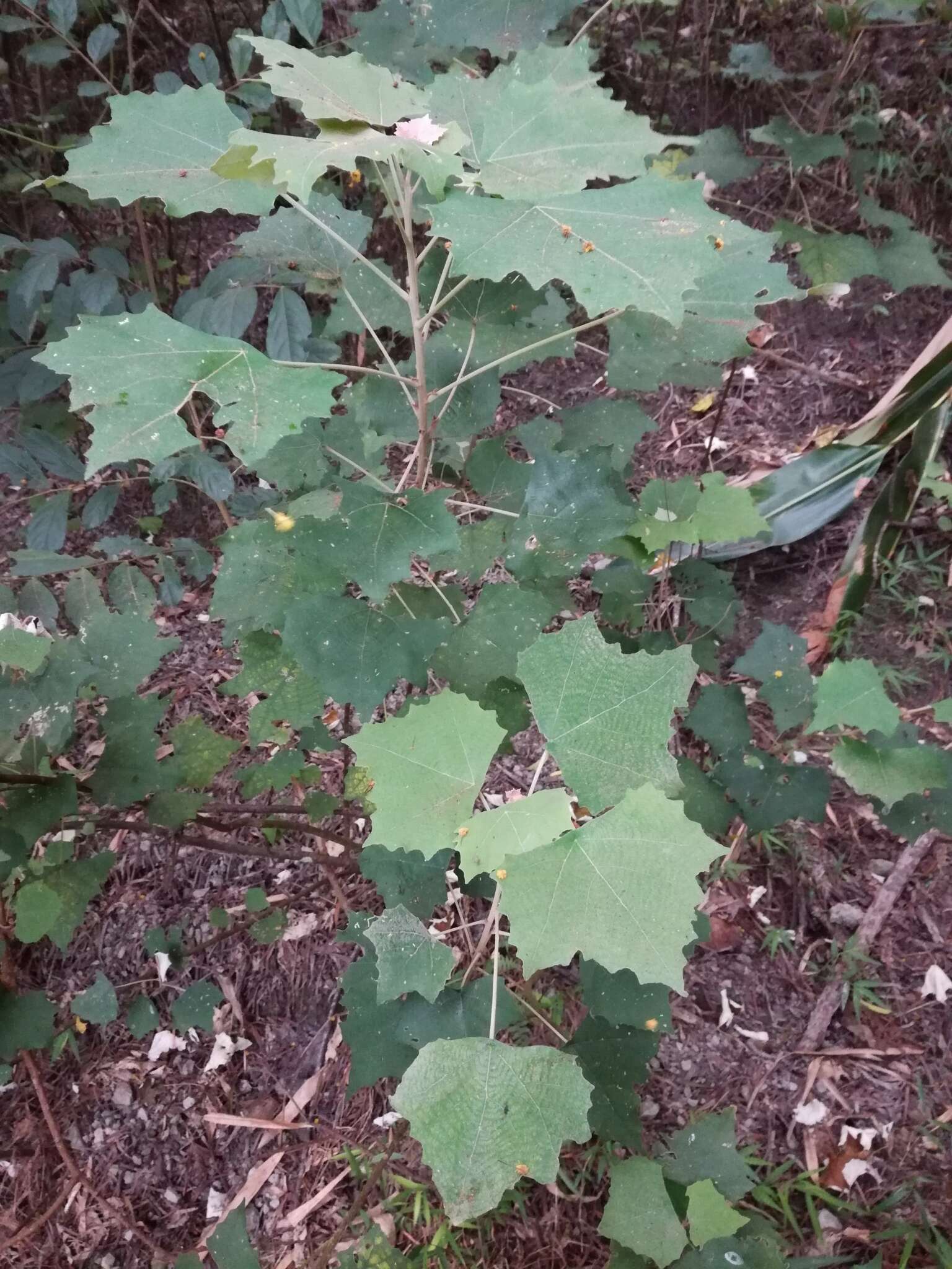 Image of Mallotus paniculatus var. formosanus (Hayata) Hurus.