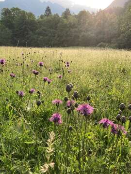 Sivun Centaurea scabiosa subsp. fritschii (Hayek) Soo kuva