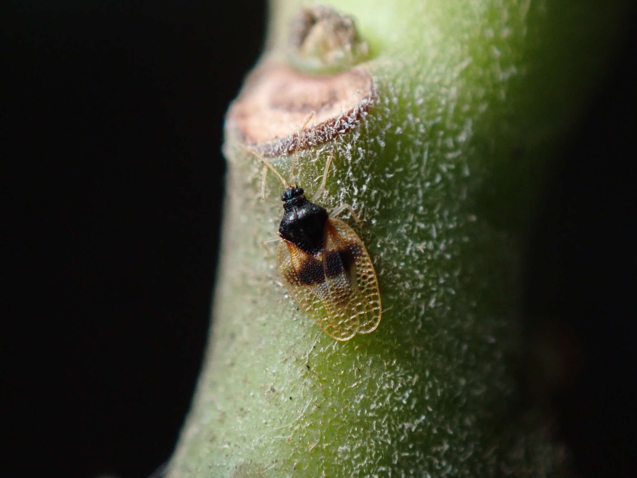 Image of Avocado lace bug