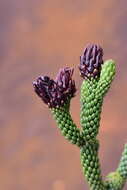 Image of Dacrydium araucarioides Brongn. & Gris