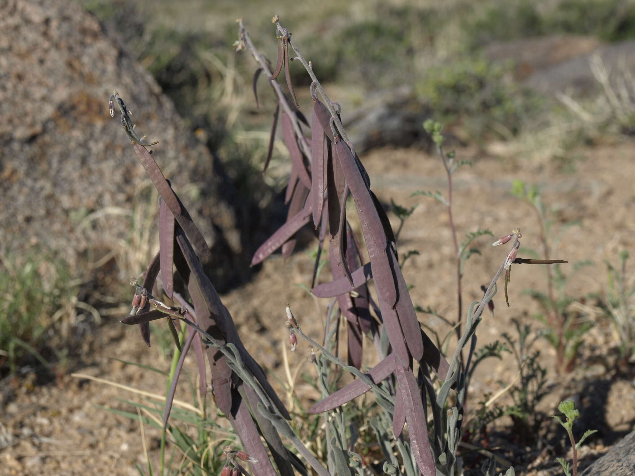 Image of bluepod rockcress