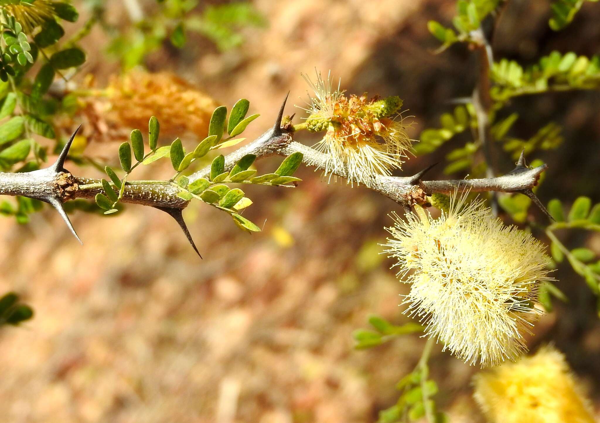 Image of Ebenopsis caesalpinioides (Standl.) Britton & Rose